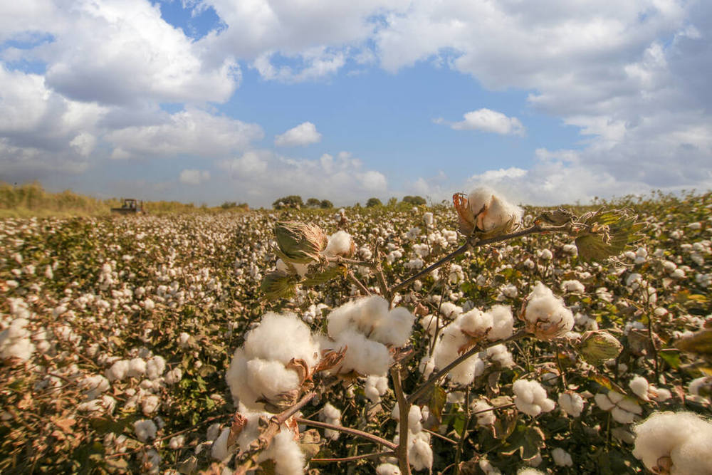 棉花期货上涨0.34%，说明了什么问题?