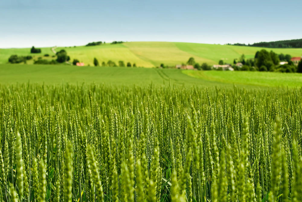 小麦期货的市场行情走势受什么因素主导？