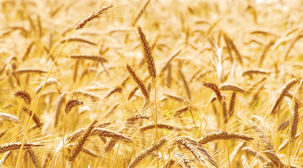 现货小麦丰收，会影响到小麦期货价格吗？