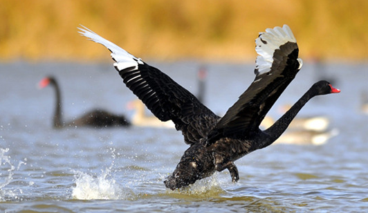加拿大央行首次公布刺激措施退出路径：先加息，再减少购债&nbsp;