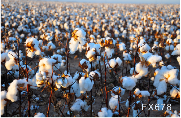 棉花谨防踩踏性下跌