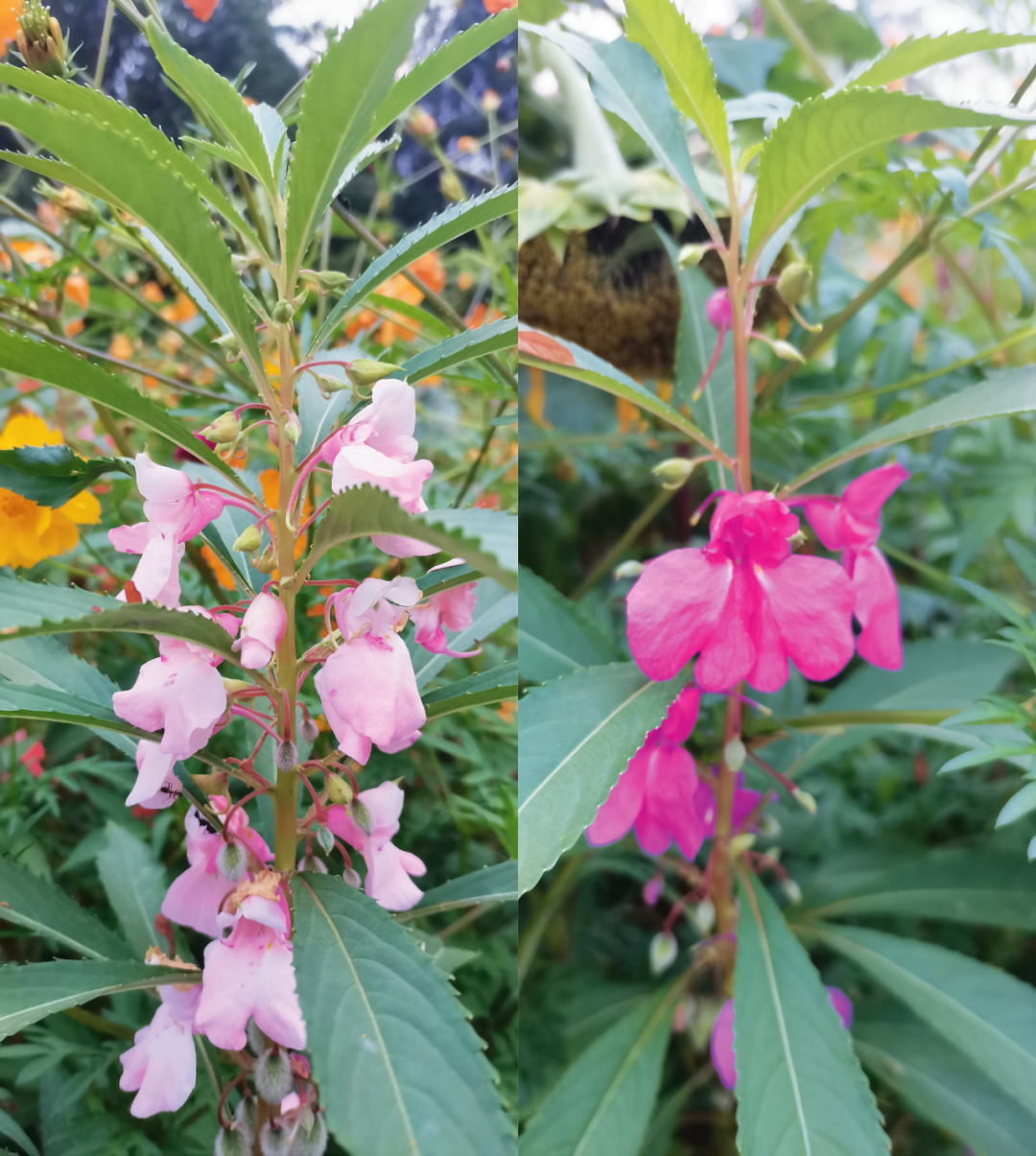 凤仙花（Impatiens balsamina）