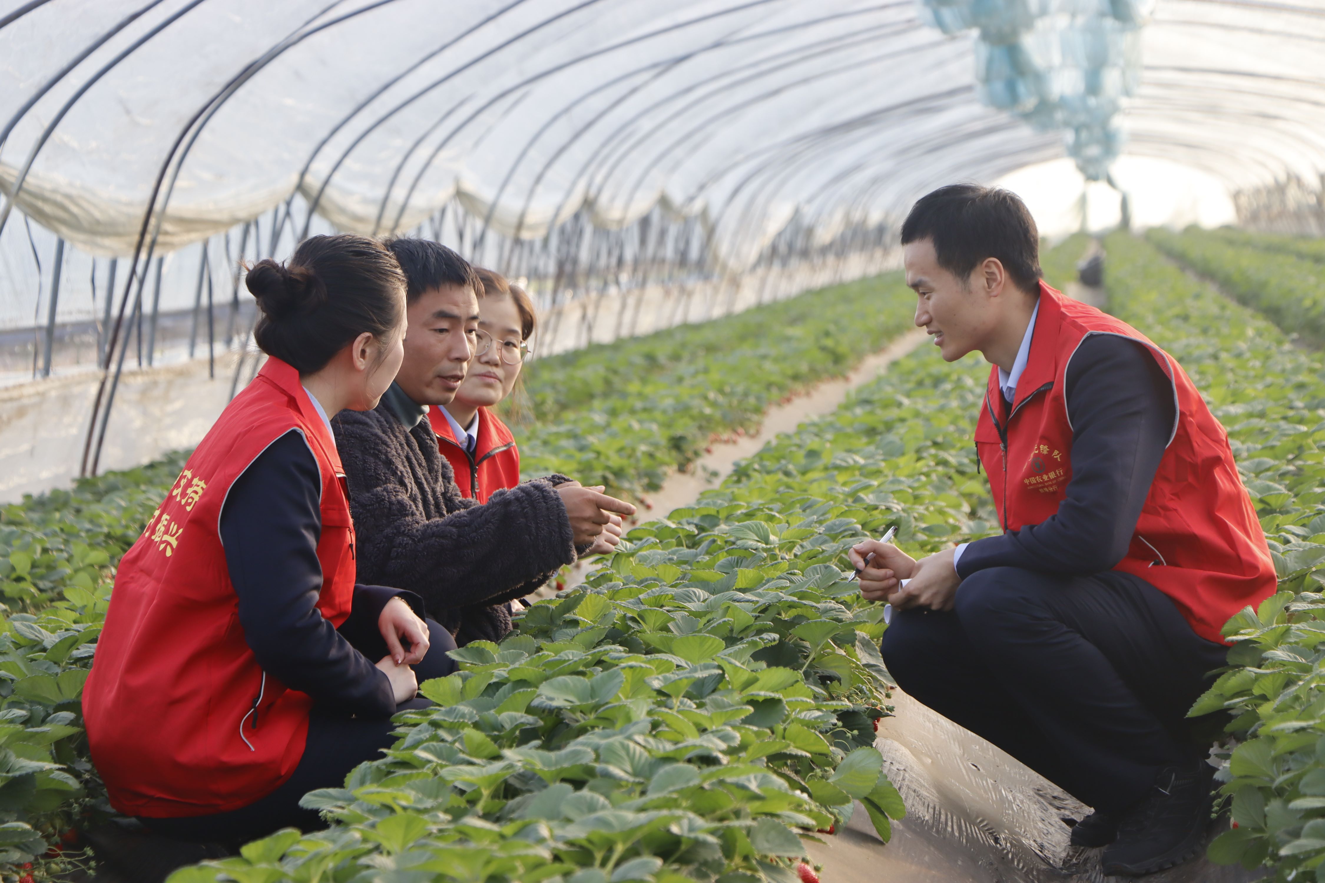 农业银行党员先锋队前往种植大棚了解农户需求