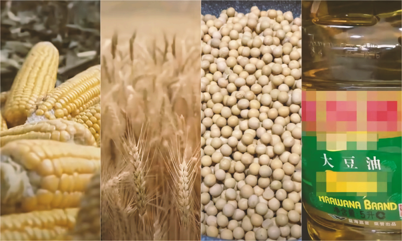 2月1日 CBOT大豆、小麦、玉米期货技术分析