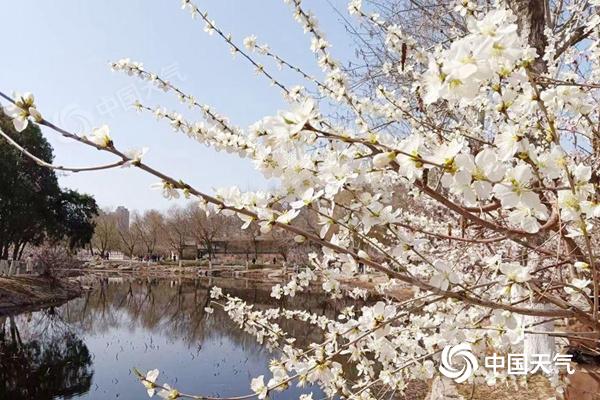 近日，天津天气渐暖，桃花朵朵开。（图/张青森）